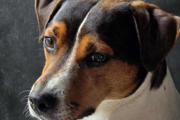 Little Denmark's A Hooded Robin